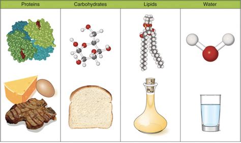 Classification of Nutrients – Nutrition: Science and Everyday.